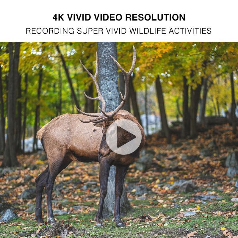 4K video hunting camera with night verison